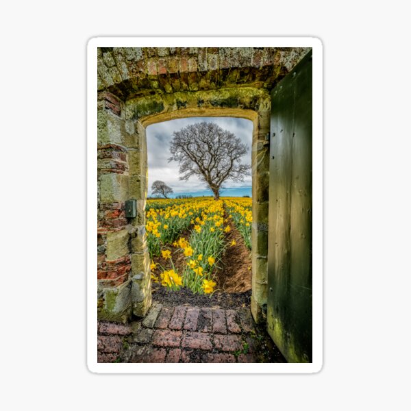Item preview, Field Of Yellow Daffodils  designed and sold by AJEvans.