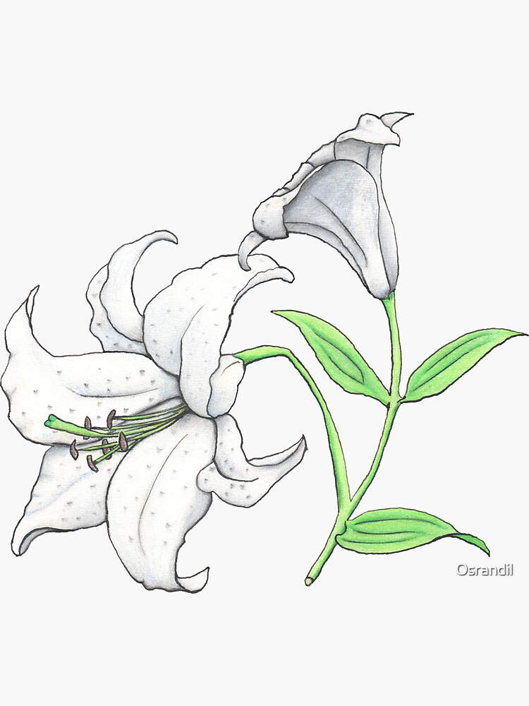 Lily (Lilium x cultorum 'Casablanca') by Osrandil