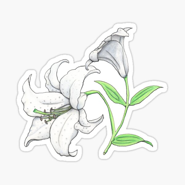 Lily (Lilium x cultorum 'Casablanca') Sticker