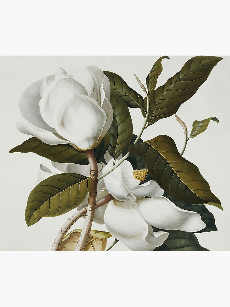VINTAGE BOTANICAL MAGNOLIA by tomb42