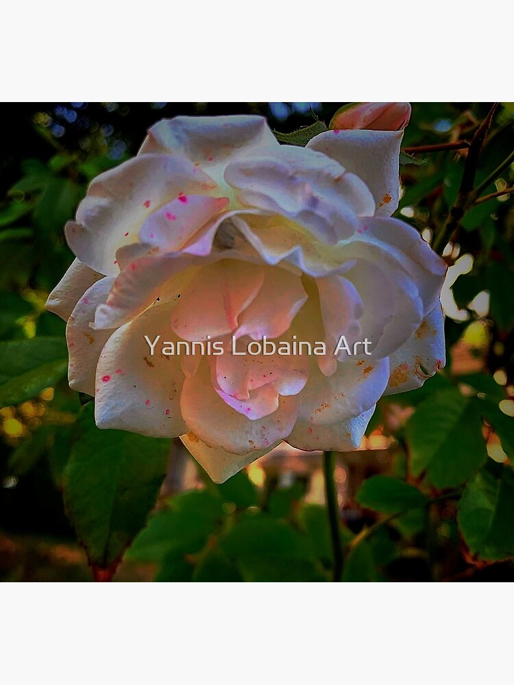 White roses on a Blue sky By Yannis Lobaina by lobaina1979