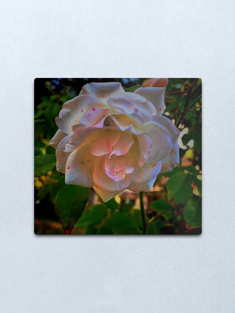 Alternate view of White roses on a Blue sky By Yannis Lobaina Metal Print