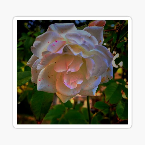 White roses on a Blue sky By Yannis Lobaina Sticker
