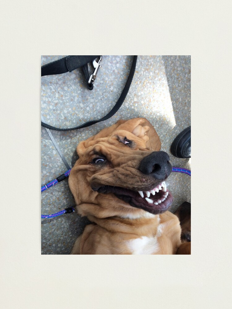 "Funny Dog Face Smushed Upside Down Doggo" Photographic Print for Sale
