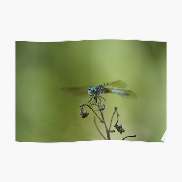 The Happiest Little Dragonfly - Side View Poster