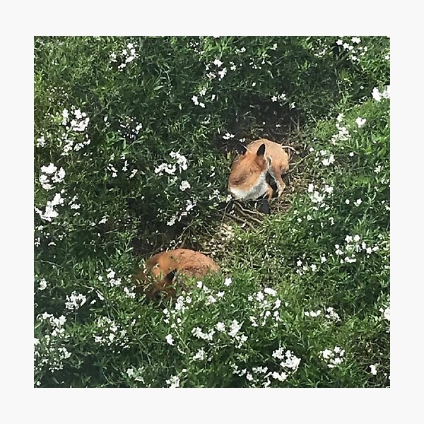 Item preview, Garden fox designed and sold by jammyjones.