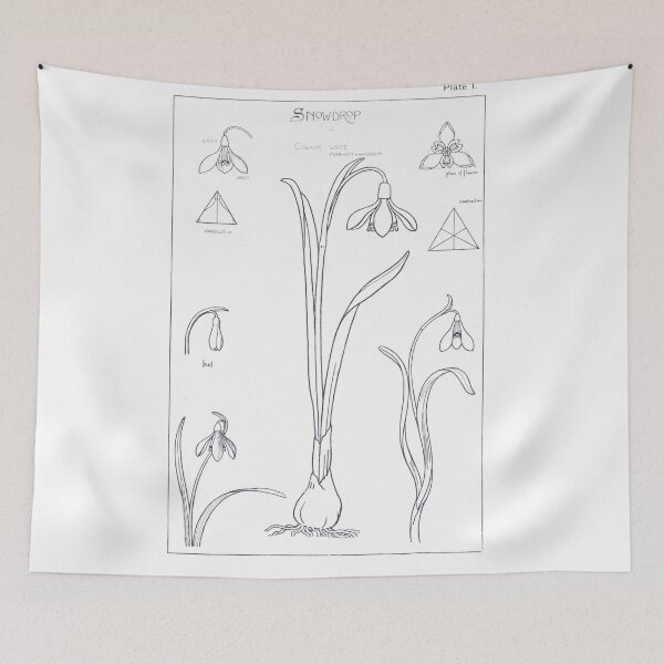 Item preview, Vintage Snowdrops Illustration from from Nature drawing and design (1903) by Frank Steeley designed and sold by Douglas E. Welch Design and Photography.