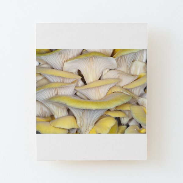 Golden oyster mushrooms Wood Mounted Print