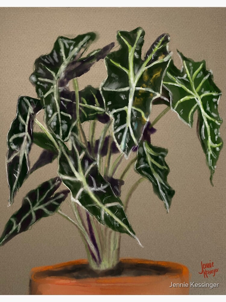 "Alocasia/Elephant Ear/African Mask/Dinosaur Kale Plant" Poster for