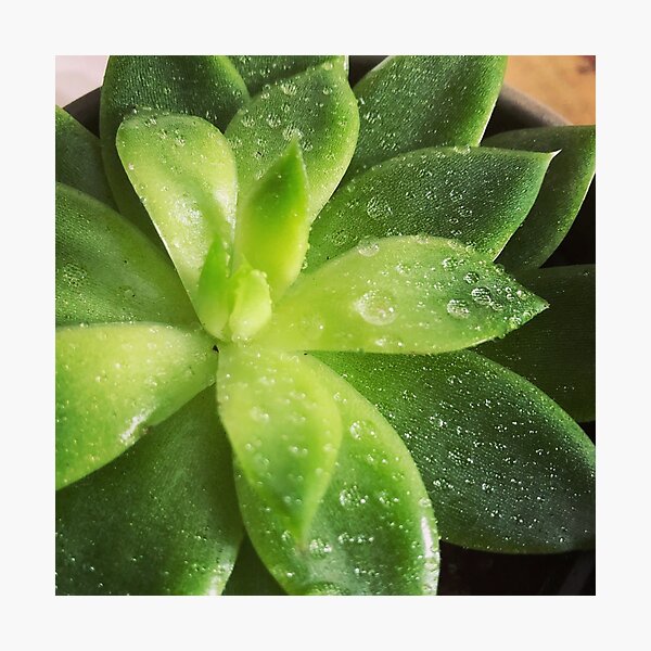 Dew Photographic Print