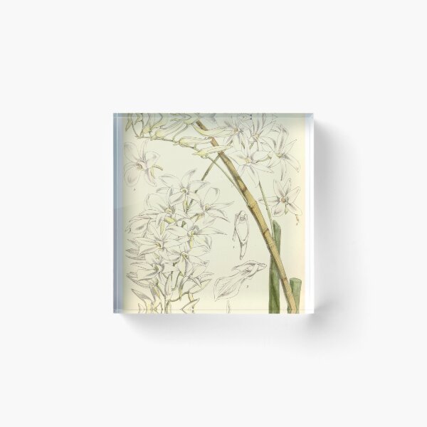 Item preview, Dendrobium barbatulum designed and sold by EsotericBotanic.