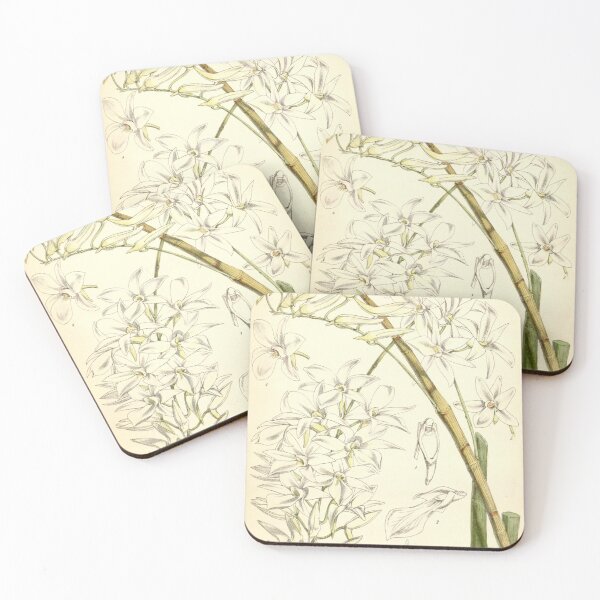 Item preview, Dendrobium barbatulum designed and sold by EsotericBotanic.