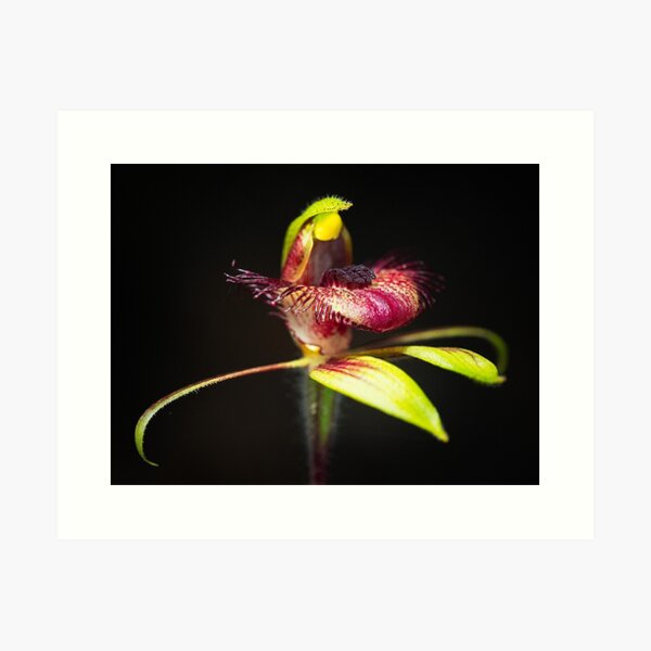 Dancing Spider Orchid Art Print