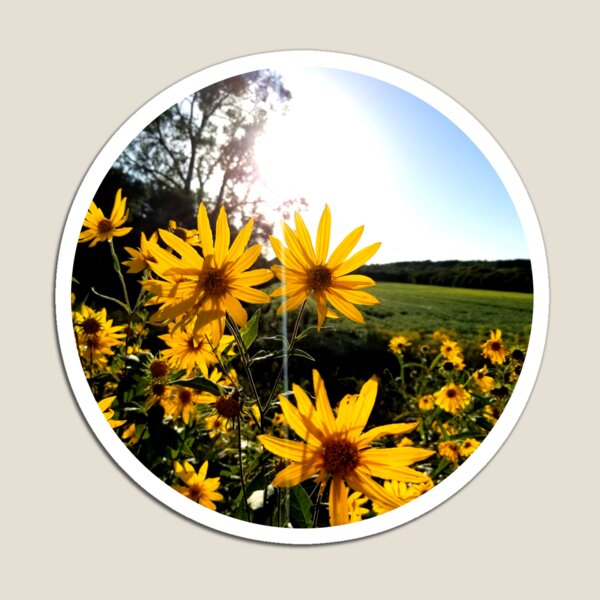 Daisies and Sunshine Magnet