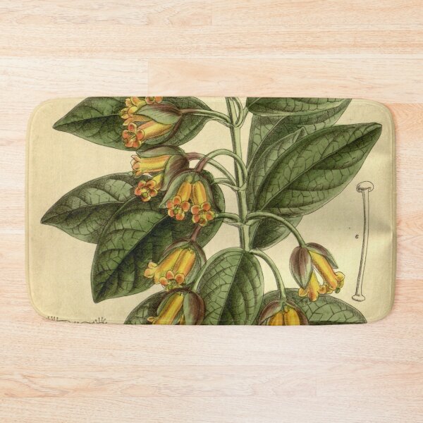 Item preview, Lonicera ledebourii 140 8555 designed and sold by EsotericBotanic.