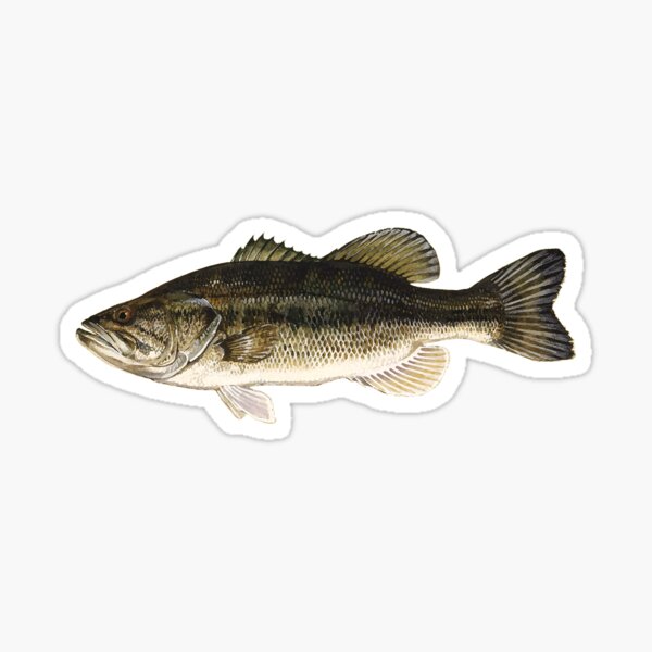 Bass Boat Stickers for Sale, Free US Shipping