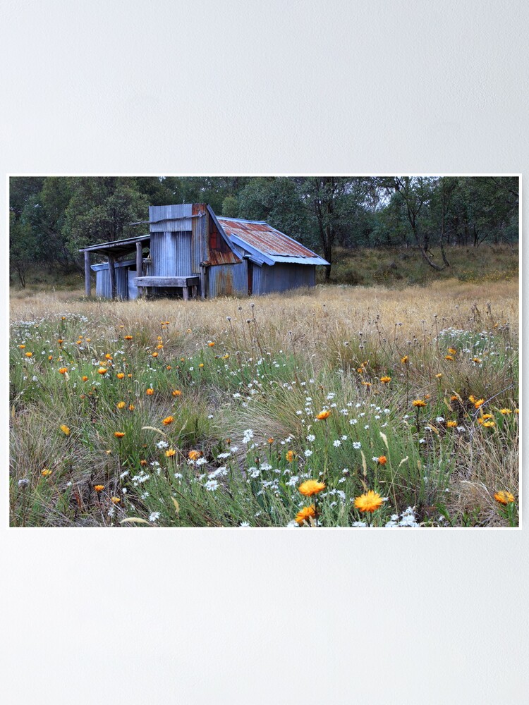 Thumbnail 1 of 3, Poster, Kellys hut in a field of flowers .Snowy Plain designed and sold by DONWILSON.