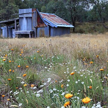 Artwork thumbnail, Kellys hut in a field of flowers .Snowy Plain by Donovan Wilson