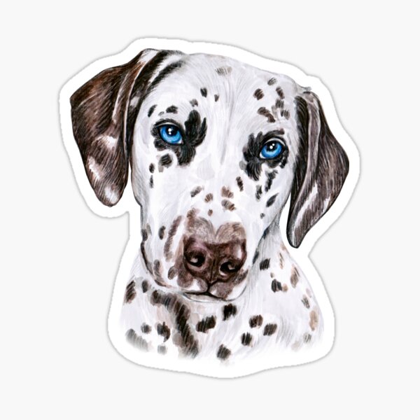 "Dalmatian Dog" Sticker for Sale by Alaskandreamer Redbubble