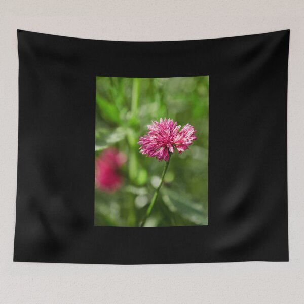 Item preview, The pinkish Cornflower 1 designed and sold by Jouko Lehto Photography.