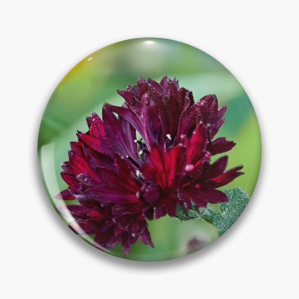 Item preview, The Deep Red Cornflower 2 designed and sold by Jouko Lehto Photography.