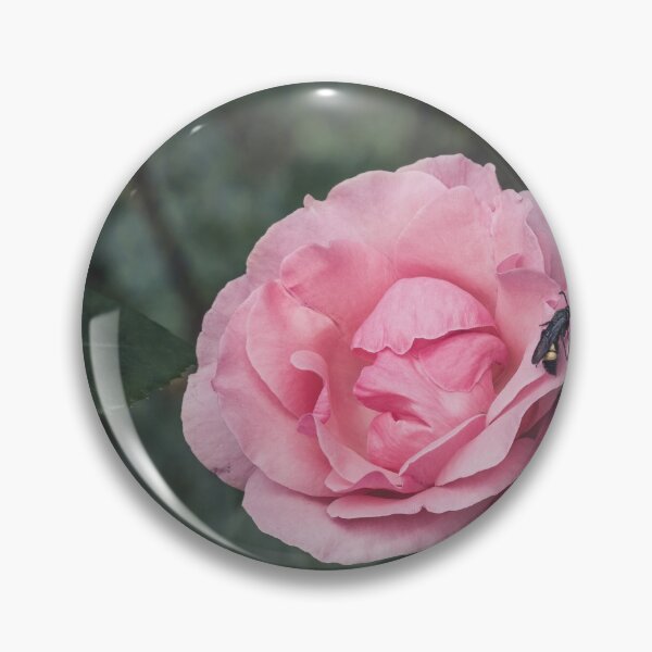 Artikelvorschau, Pinke Rose. entworfen und verkauft von Design for all.
