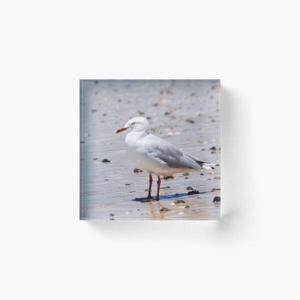 Item preview, Seaside Seagull Bird Photography designed and sold by Digitaldingo.