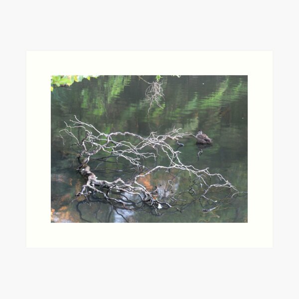 Item preview, Duck Pond designed and sold by Geoff Smith.