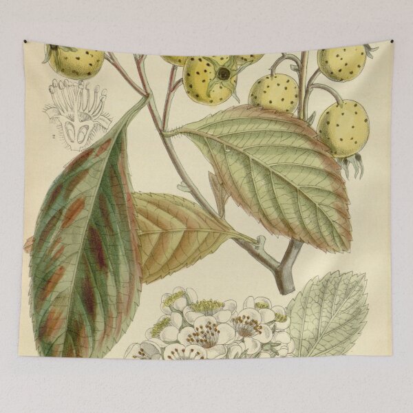Item preview, Crataegus pubescens stipulacea 140 8589 designed and sold by EsotericBotanic.