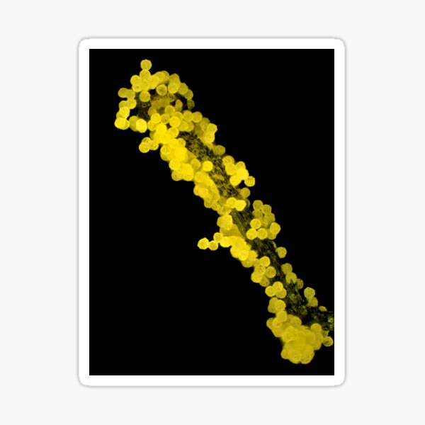 Lapsana communis stamen with pollen under the microscope Sticker