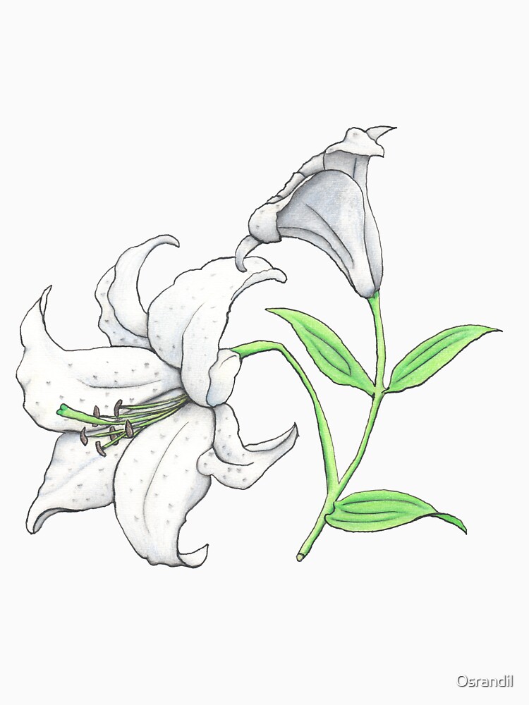Lily (Lilium x cultorum 'Casablanca') by Osrandil