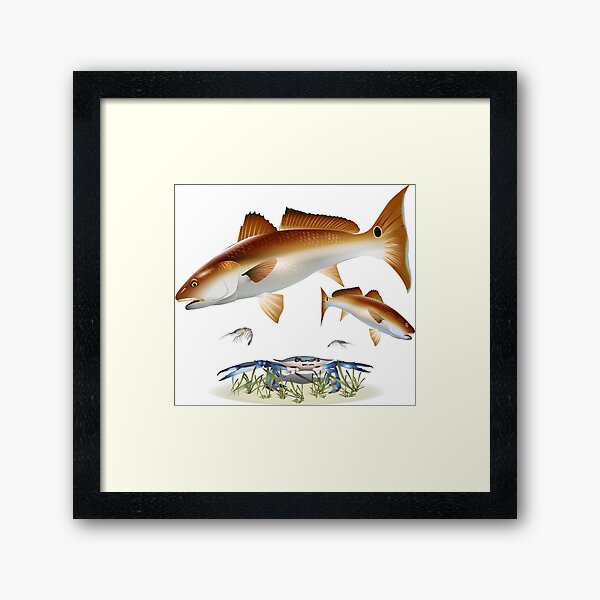 Red Drum Fish Wall Art for Sale
