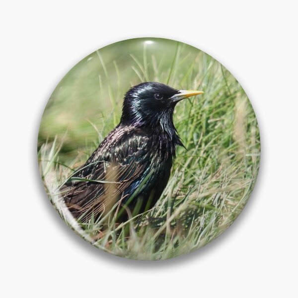 Artikelvorschau, Star in einem Garten entworfen und verkauft von GreyFeatherPhot.