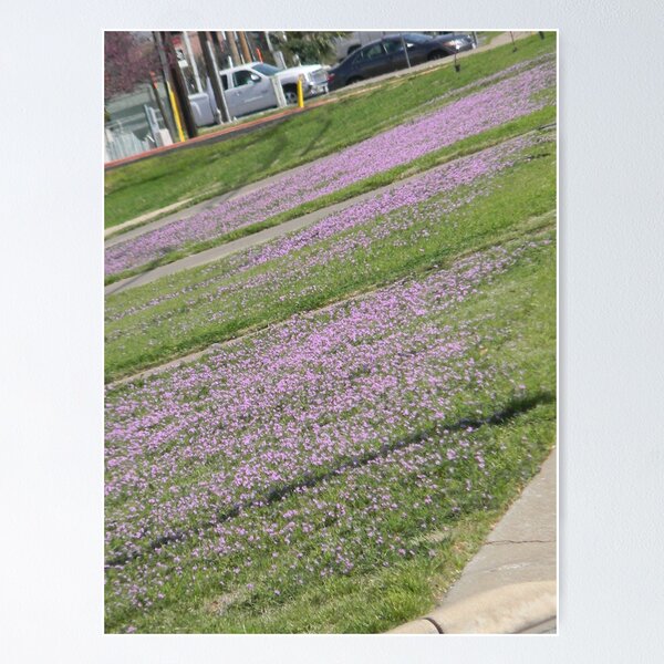 Artikelvorschau, Pin Clover in Bloom entworfen und verkauft von Navigator.