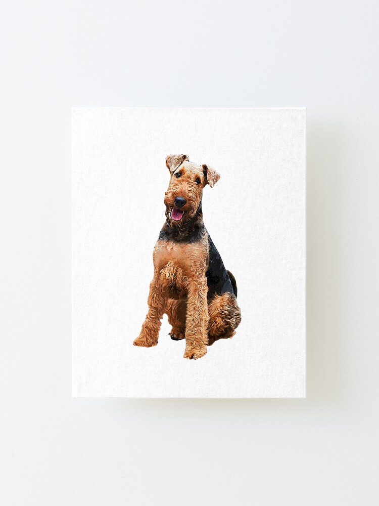 small airedale breed
