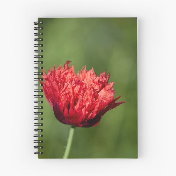 Item preview, The flaming red poppy 1 designed and sold by Jouko Lehto Photography.