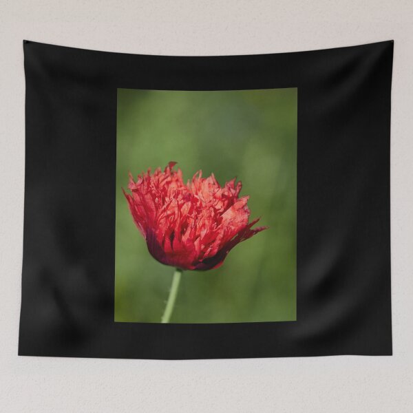 Item preview, The flaming red poppy 1 designed and sold by Jouko Lehto Photography.