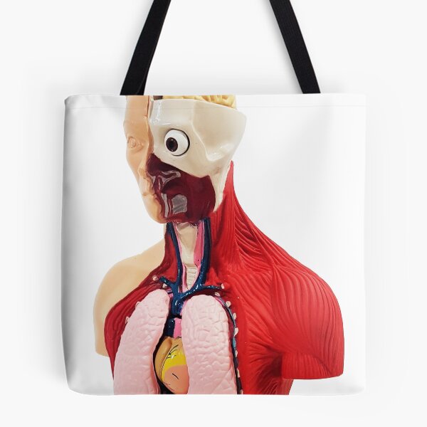Item preview, Human Torso Anatomy Model designed and sold by ZapWow.
