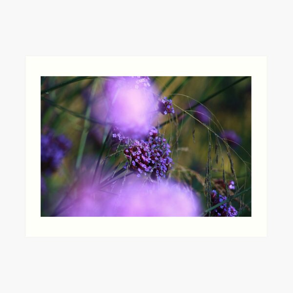 Lilac Bokah Art Print