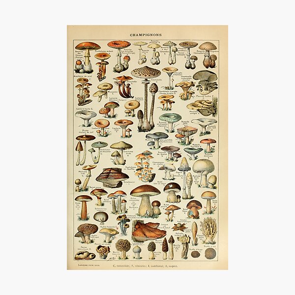 Item preview, Adolphe Millot Fruits Champignons Chart Illustration - Public Domain Famous Vintage art designed and sold by conceptDVS.