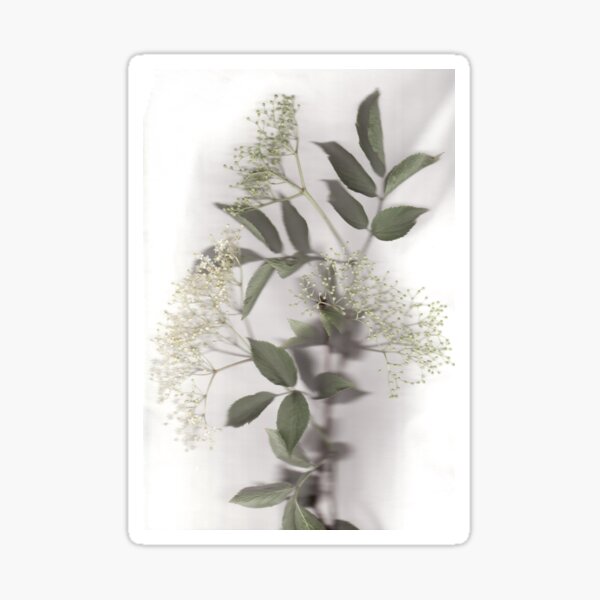 Elder Sticker