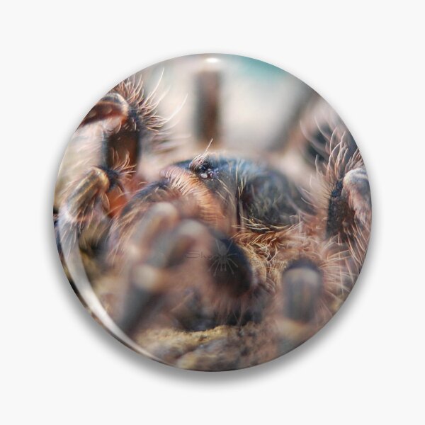 Item preview, Grammostola pulchripes naturalistic shot! designed and sold by SharpSpiders.