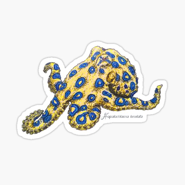 Black And White Stock Blue Ringed Octopus  Blue Ringed Octopus  Illustration  Free Transparent PNG Download  PNGkey