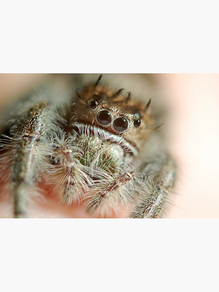 The Putnam's jumping spider, Lifestyles