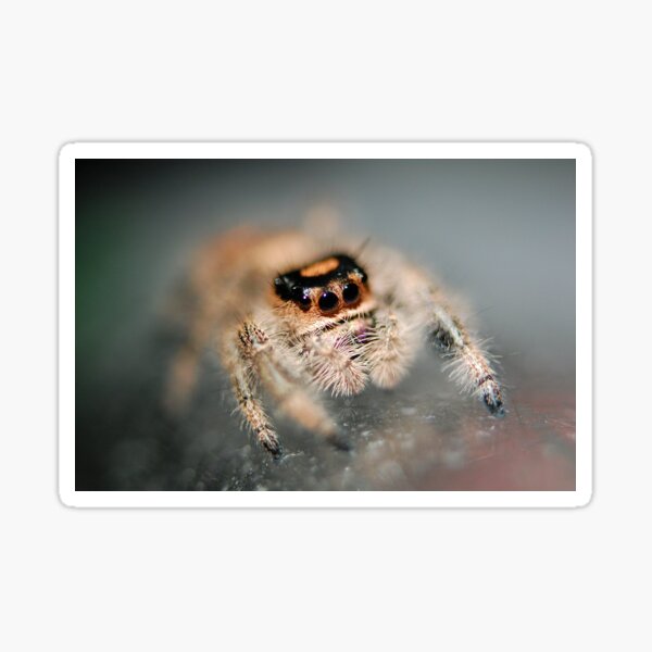Item preview, Juvie jumping spider designed and sold by SharpSpiders.