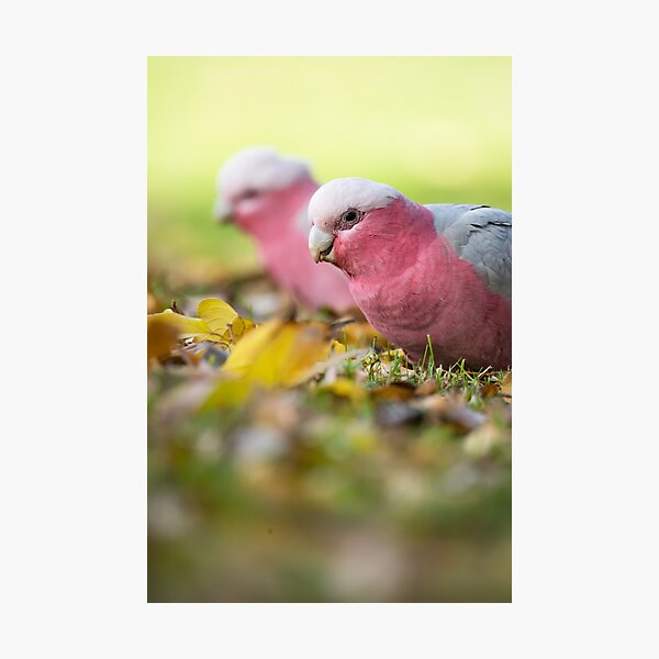 Pair of Galahs Foraging in Autumn Leaves Photographic Print
