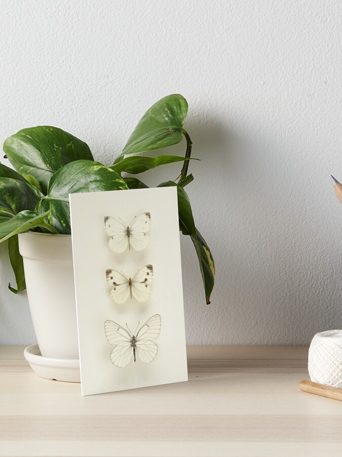 Three White Butterflies Canvas Print by Alyson Fennell