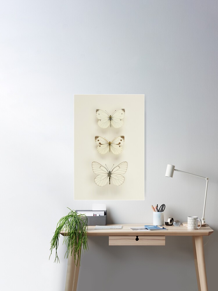 Three White Butterflies Canvas Print by Alyson Fennell