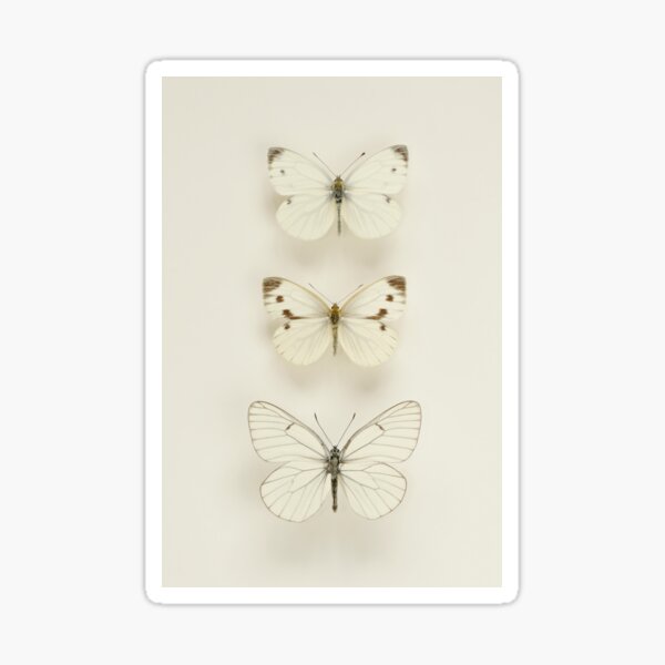 "Three White Butterflies" Sticker for Sale by AlysonFennell Redbubble