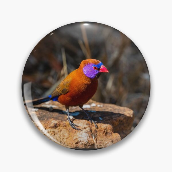 Item preview, Violet-eared Waxbill. designed and sold by Jurie Maree.